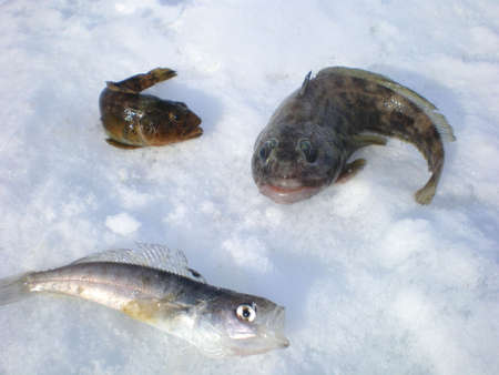 Fish caught in Antarctica ice snow on winter day