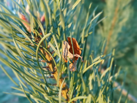 close-up of the pine branch against the blue skyの写真素材