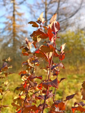 red leaves on branches in late autumn