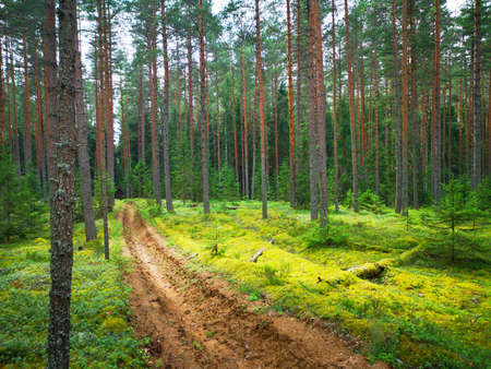 A close up of a lush green forest
