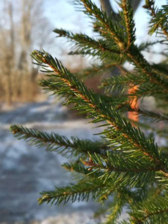 close-up of the pine branch against the blue sky
