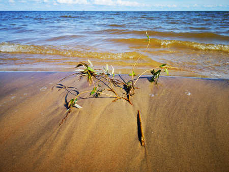 the sandy shore of Lake Ilmen waves the wind of the skyの写真素材