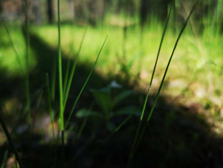 white flowers in a pine forest, sunny dayの写真素材