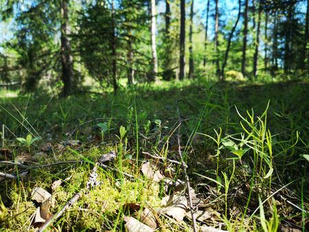 A close up of a lush green forest