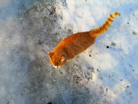 spring day red cat on melting snowの写真素材