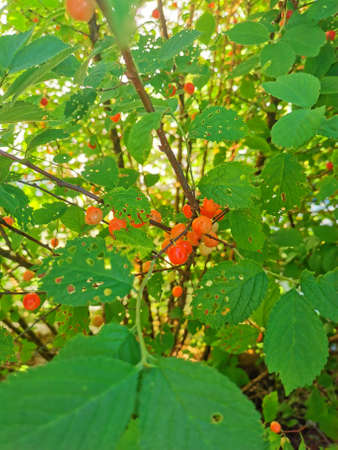 wild cherry red small berries green leaves