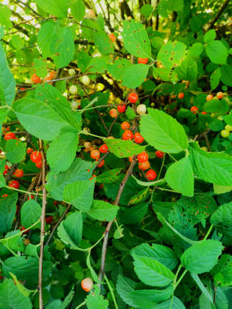 wild cherry red small berries green leaves