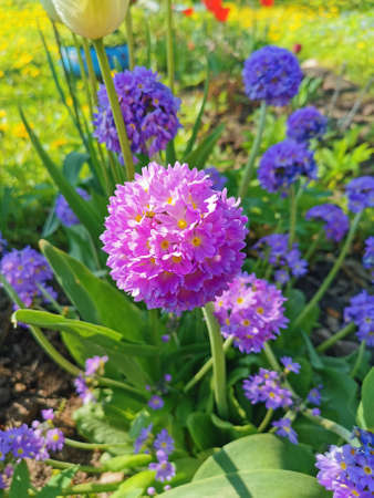 Beautiful of spring primroses flowers primula polyanthus or Perennial primrose with green leaves under sunlight in the garden on blurred natural background at spring or summer season. Nature concept.の写真素材