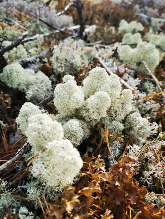white moss in a pine forest on a sunny summer dayの写真素材