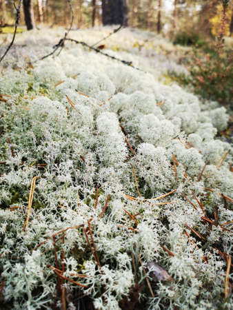 white moss in a pine forest on a sunny summer day