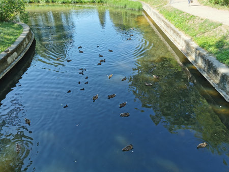 landscape of Pavlovsk Park wooded shore canals summer dayの写真素材