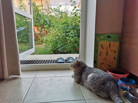 exit to the backyard in the garden cat watchesの写真素材