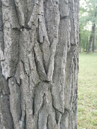 oak bark surface texture grey curves and cracksの写真素材