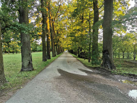oak alley in Alexander Park warm summer evening