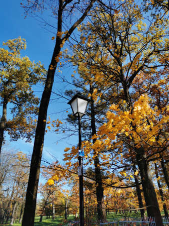 Alexander Park in Pushkin golden autumn yellow leaves blue skyの写真素材