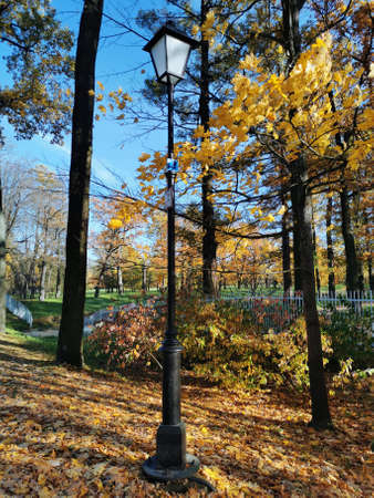 Alexander Park in Pushkin golden autumn yellow leaves blue skyの写真素材