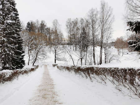 Winter in Pavlovsky Park white snow and cold treesの写真素材
