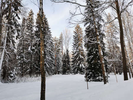 Winter in Pavlovsky Park white snow and cold trees. High quality photoの写真素材