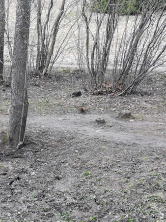 Spring in Pavlovsky Park white snow and cold trees. high quality photo