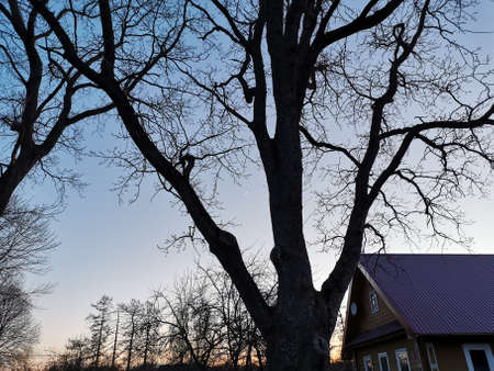 oak branches without leaves at sunset. high quality photo