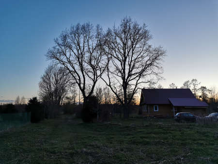 oak branches without leaves at sunset. high quality photoの写真素材