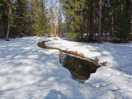 Spring in Pavlovsky Park white snow and cold trees. high quality photoの写真素材