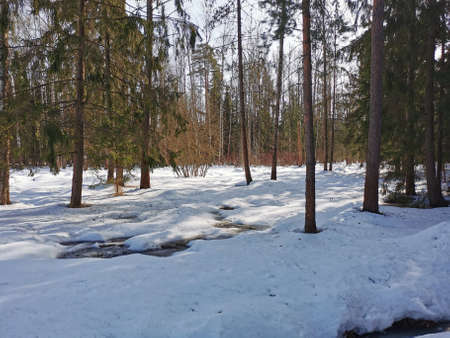Spring in Pavlovsky Park white snow and cold trees. high quality photoの写真素材