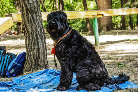 Black terrier breed dog The ajility facilities as a background. Dog sport (fitness). Show-dogの写真素材