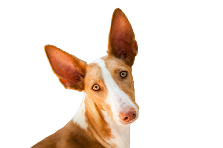 The head of Dog Podenco Canario (Podengo Portugues) Breed, red and white, isolated, close-upの写真素材