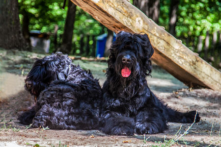 Two big dogs of Russian Black Terrier breed lay on the ground. Outdoors, sunny day, dog sport ajility facilities as a background. Purebred dogs on dog show. Close up portraits of enormous dogs. The usefullness of dog training.の写真素材