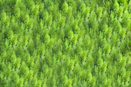 Background and texture of beautiful green grass, trees or plants pattern. View from above. Green leaves, bushes. Outdoor. Copy space.の写真素材