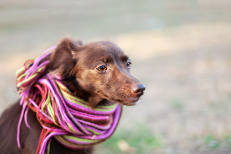The head of little red (chocolate) dog (mix or mongrel) in bright stripped scarf on the autumn/fall background. Outdoors, blurred fallen golden leaves on the ground, close-up portrait of pretty dog. Melancholy mood. Copy space.の写真素材