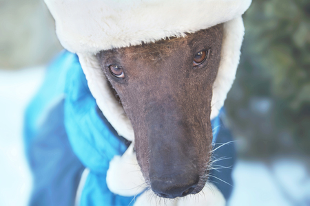 Close-up portrait of adult Xolotizcuintle dog (Mexican Hairless) in winter hat and clothes. Beautiful purebred dog with harsh and clever look. Outdoors, snowy background, copy space. Christmas dog.の写真素材