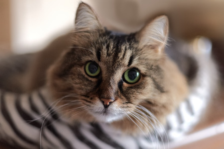 Close up portrait of a long-haired Siberian cat of tebby color. Blur background, indoors, impressive cat look. Copy space. Animal in our home.の写真素材