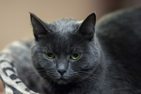 Close up portrait of British Shorthair cat. Blur background, indoors, impressive harsh and severe cat look. Copy space. Animal in our home.の写真素材