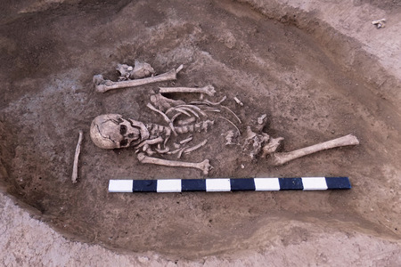 Archaeological excavations. Human remains (bones of skeleton, skulls) in the ground tomb. Real digger process. Outdoors, copy space, close up.の写真素材