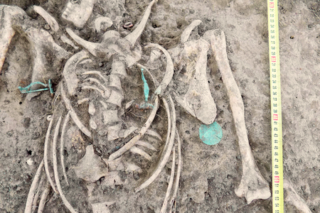 Archaeological excavations. Human remains (bones of skeleton, skulls) found in the tomb (aquamarine bijou, pendants, supposedly copper). Real digger process. Outdoors, copy space, close up.の写真素材