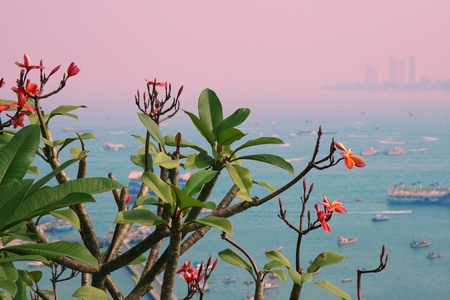 The beuatiful tropical flowers on the branch with ocen view as a background. City bay with many boats and ships on the water. Coulorful and stunning bright landscape. Outdoors, copy space.の写真素材