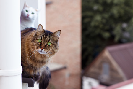 Long-haired Siberian cat tebby colour looks out from the window on up floor of the house, other one cat white colour is behind. Impressive look, green eyes. Selective focus. Animal in our home. Close up, outdoors, copy space.の写真素材
