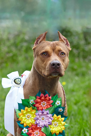 Beautiful red hair puppy terrier breed Close up portrait of young dog with serious look. Outdoors, copy space.の写真素材