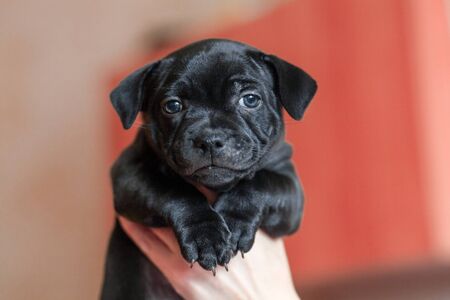 Human hands holding cute little black puppy. Beautiful dog of staffordshire bull terrier breed. Indoors, copy space, selective focus.の写真素材