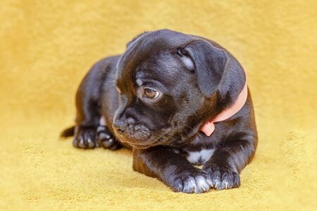 Close up portrait of cute little puppy of staffordshire bull terrier breed, black color with coral ribbon on the neck, looking up. Indoors, soft selective focus, copy space, yellow background.の写真素材