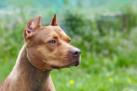 Beautiful ginger dog of american pitbull terrier breed, profile portrait of red female with old-fashioned ear cut. Serious wisdom look, green grass background, outdoors, copy space.の写真素材