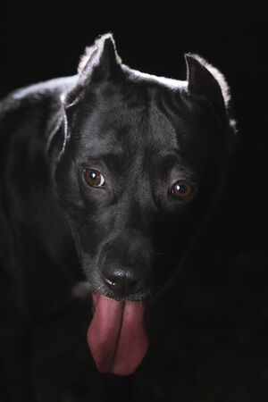 Strong black dog with long tongue in opened mouth in the darkness. American pitbull terrier breed,...