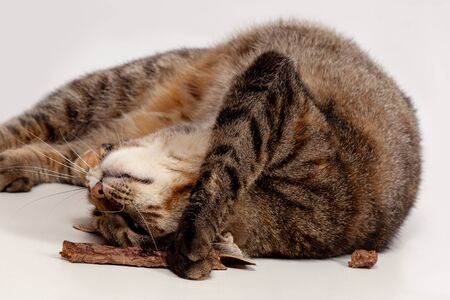 Cute little tabby cat tumbles on white background, playing with a piece of drying food, dehydrated beef lungs. Concept of natural yummy for pets, organic food, raw diet. Spoiled animal at home.の写真素材