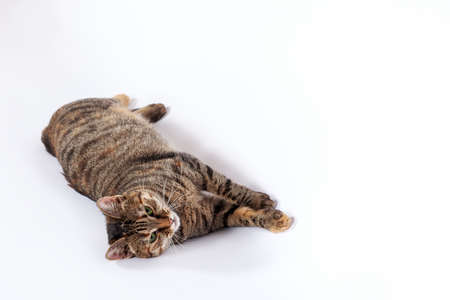 Portrait of little mongrel cat of tabby color lying down on white background. Playful kitten with green eyes and expressive serious look, great copy space.の写真素材