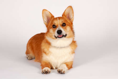 Cute Welsh Corgi Pembroke dog lying on empty background, looking up. Pretty ginger and white color, adorable eyes and face expression, licking with tongue out. Copy space.の写真素材