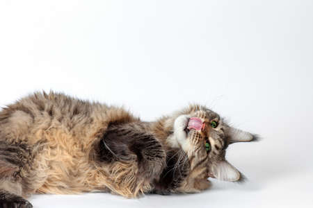 Cute tabby cat of maine coon breed with green eyes tumbles on white background, licking with its...