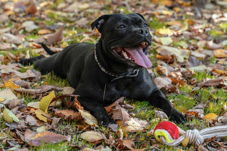 Playful dog of Staffordshire Bull Terrier breed, black color, smiling face, lying down on grass with yellow autumn leaves, resting after active games with ball. Outdoors, copy space.の写真素材