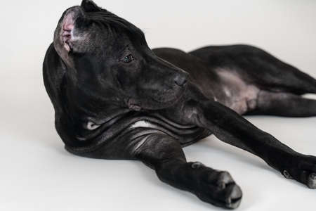 Cute black dog of American Pitbull Terrier breed, close-up portrait of lying down puppy with old-fashioned ears cut. Serious look, empty white background, studio shot, copy space.の写真素材